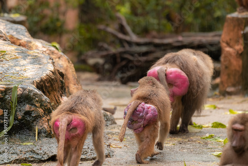 The hamadryas baboon is a species of baboon within the Old World monkey family. Three monkeys are walking with their backs on camera