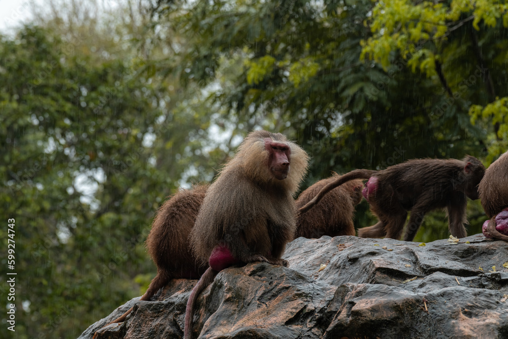 Naklejka premium Family group of Hamadryas baboon monkeys resting with rocks as background