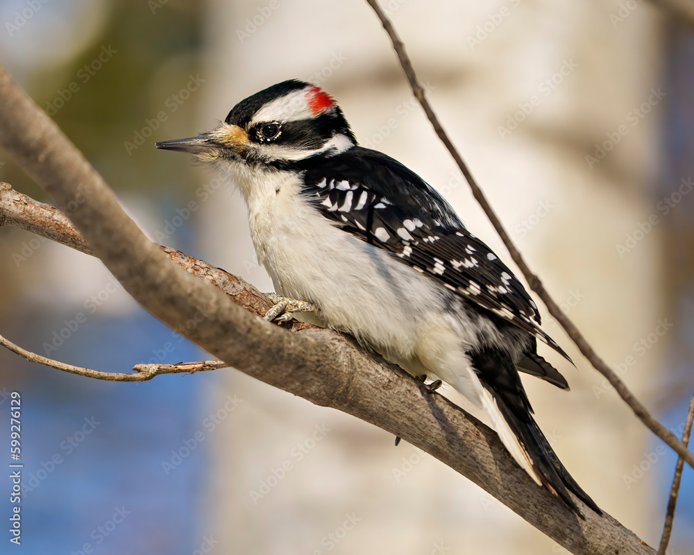 Woodpecker Photo and Image. Male on a tree trunk branch displaying white and black feathers, beak, red crown, eye in its environment and habitat surrounding. Woodpecker Photo and Image. Male on a tree trunk branch displaying white and black feathers, beak, red crown, eye in its environment and habitat surrounding.