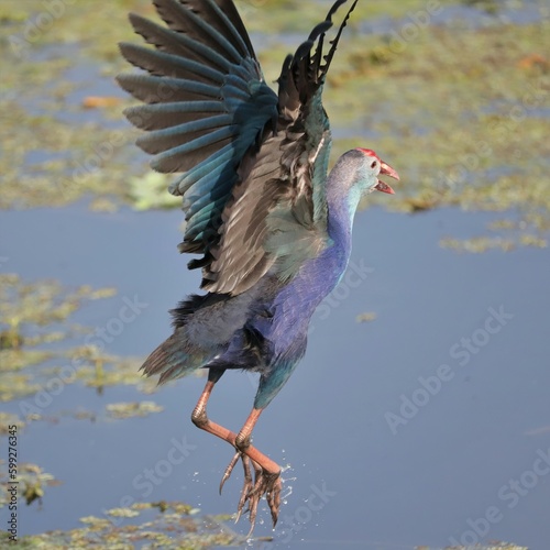 Grey-headed Swamp Hen at Lake Apopka Wildlife Drive Florida