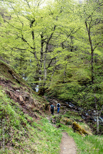 Discovery of forests during hikes near Holzarte and Irati in the Pyrenees