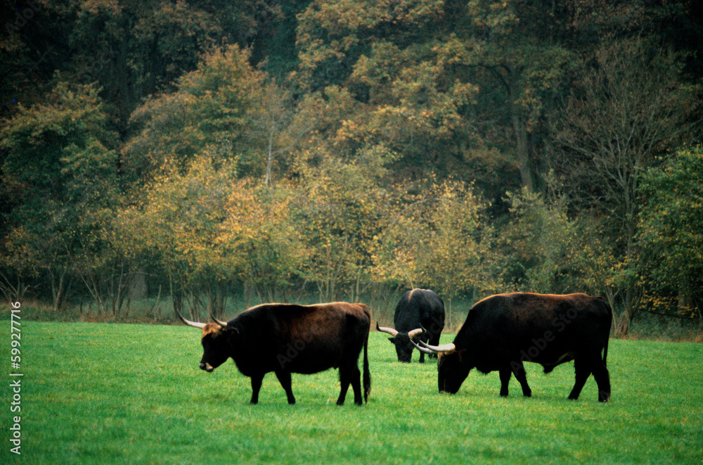 Aurochs, Bos taurus primigenius