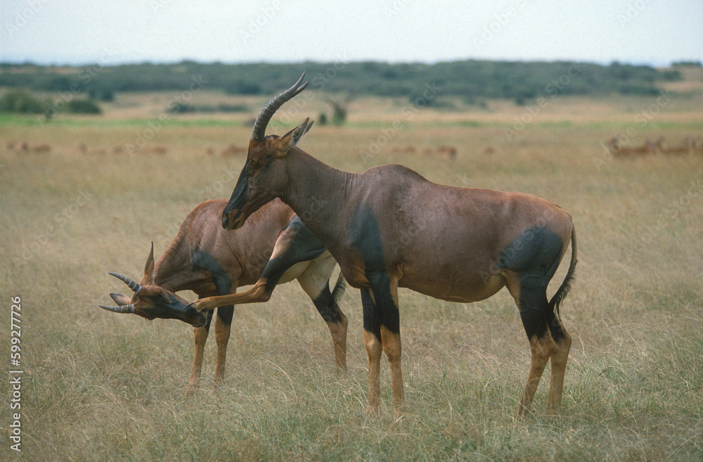 Damalisque, Damaliscus korrigum, Parc national de Masai Mara, Kenya Damalisque, Damaliscus korrigum, Parc national de Masai Mara, Kenya