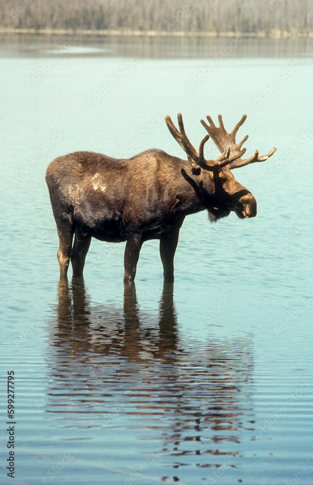 Elan d'Amerique, Orignal, Alces alces, Parc national du Yellowstone, U.S.A Elan d'Amerique, Orignal, Alces alces, Parc national du Yellowstone, U.S.A