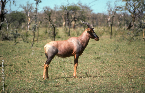 Damalisque, Damaliscus korrigum, Parc national de Masai Mara, Kenya