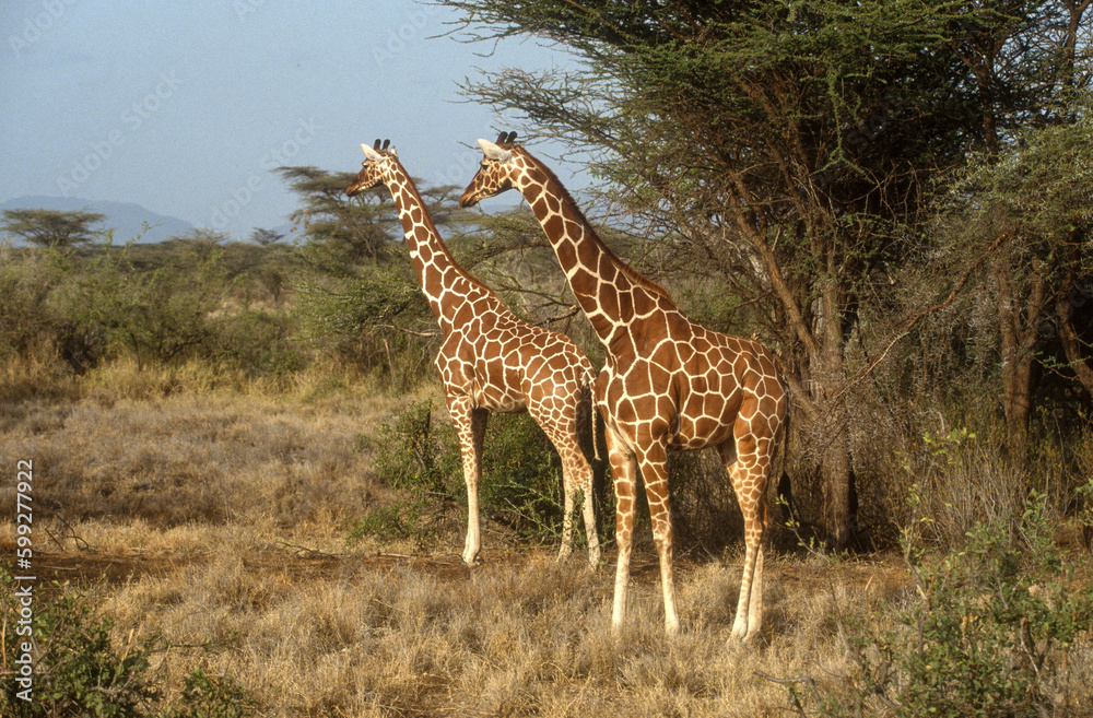 Obraz premium Girafe réticulée, Giraffa camelopardalis reticulata, Parc national de Samburu, Kenya