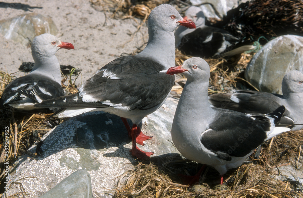 Fototapeta premium Goéland de Scoresby,.Leucophaeus scoresbii, Dolphin Gull, Iles Falkland, Malouines