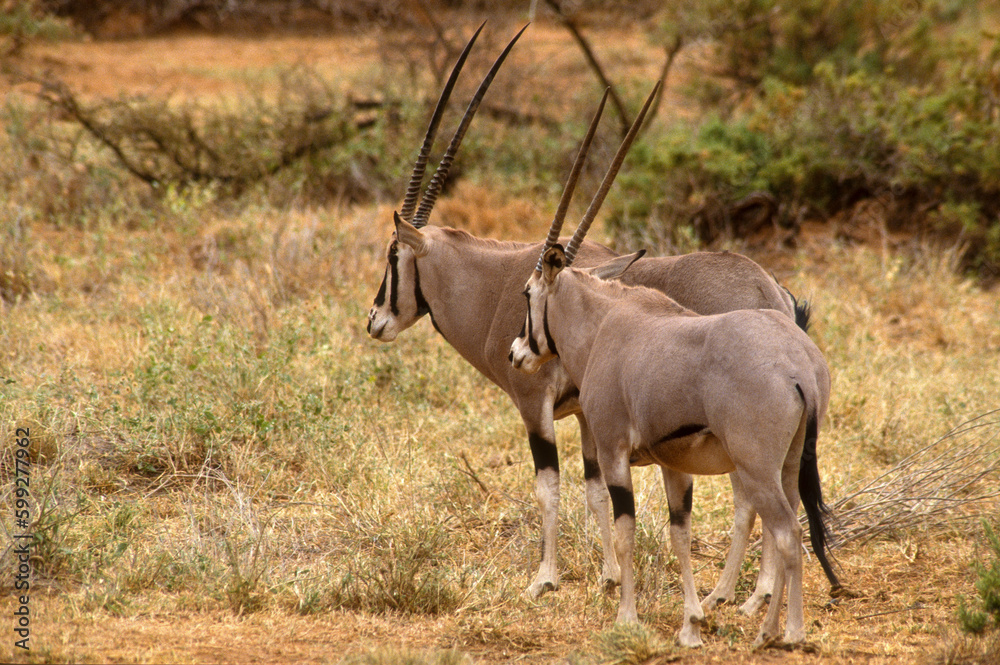 Oryx beisa, Oryx beisa, Parc national de Samburu, Kenya, Afrique de l'Est Oryx beisa, Oryx beisa, Parc national de Samburu, Kenya, Afrique de l'Est