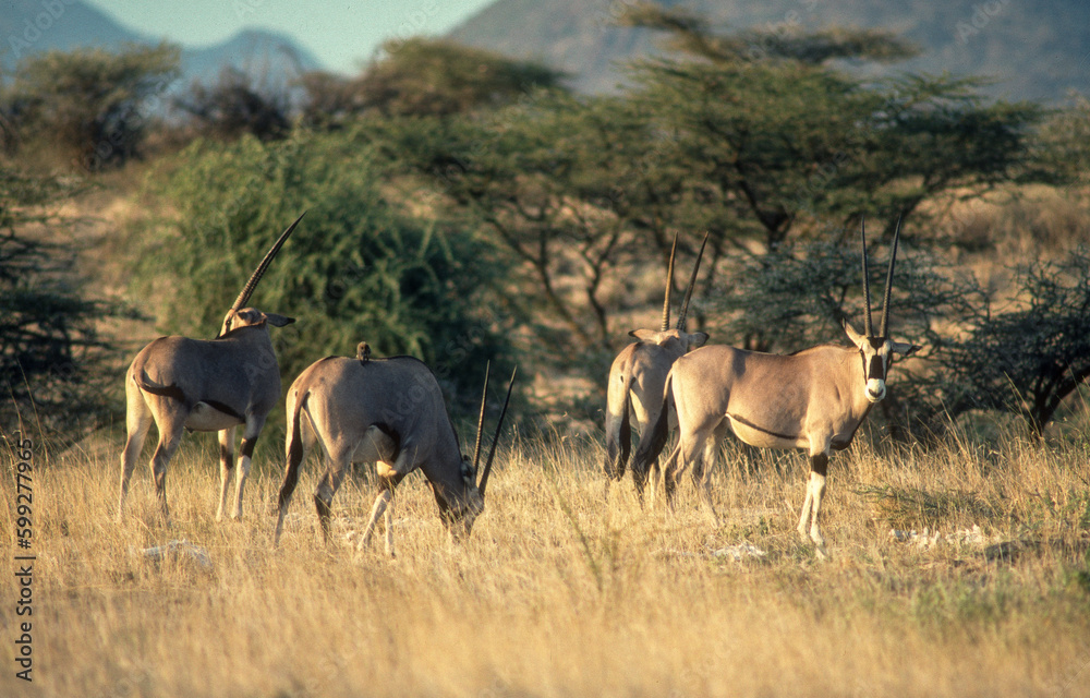 Oryx beisa, Oryx beisa, Parc national de Samburu, Kenya, Afrique de l'Est Oryx beisa, Oryx beisa, Parc national de Samburu, Kenya, Afrique de l'Est