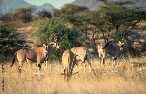 Oryx beisa, Oryx beisa, Parc national de Samburu, Kenya, Afrique de l'Est