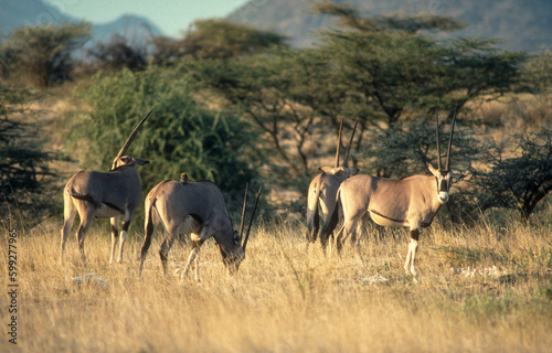 Oryx beisa, Oryx beisa, Parc national de Samburu, Kenya, Afrique de l'Est