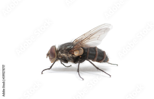 fly isolate on a white background