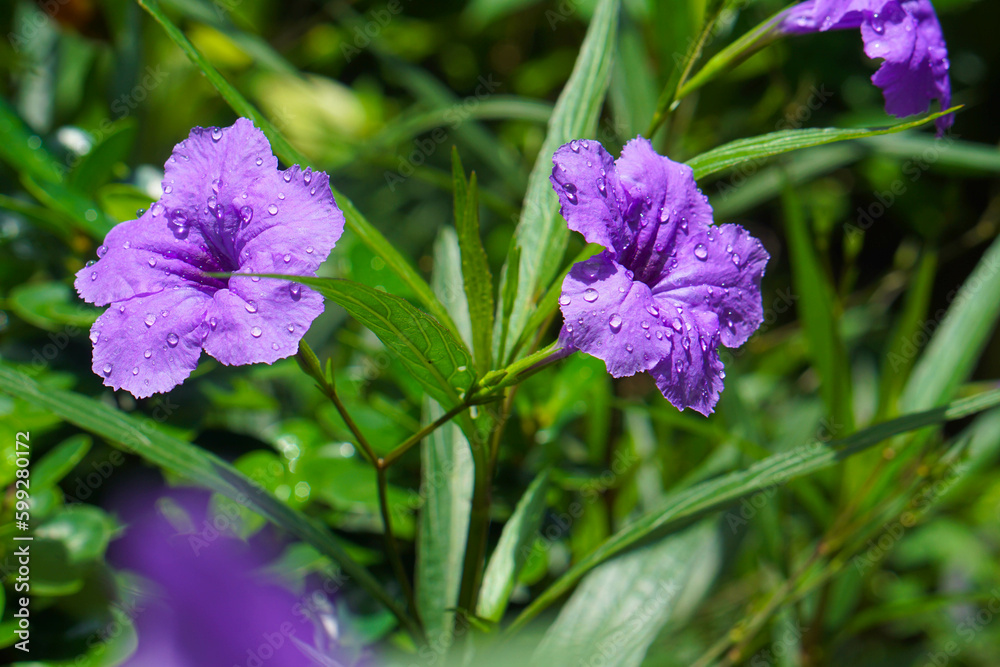 Beautiful purple flowers blooming with water droplets on the leaves. refreshing green leaf background Beautiful purple flowers blooming with water droplets on the leaves. refreshing green leaf background