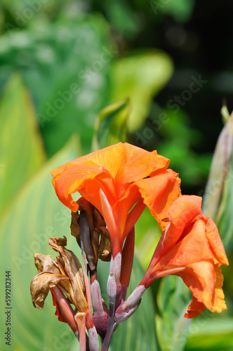 Indian shot, India short plant or India shoot or Butsarana or Cannas or Canna lily or Canna indica L or CANNACEAE plant or orange flower photo