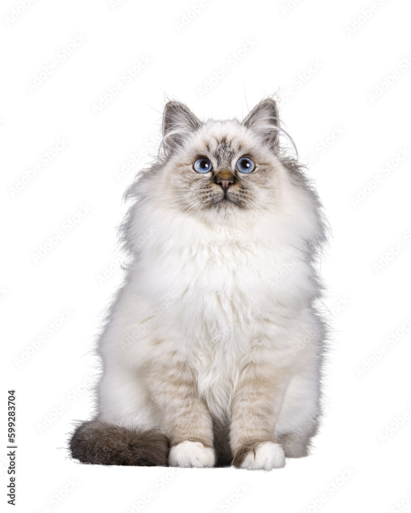 Super cute tabby point fluffy Sacred Birman cat kitten, sitting up facing front. Looking up and above camera with adorable face and mesmerizing blue eyes. Isolated  cutout on transparent FOR DARK BACK