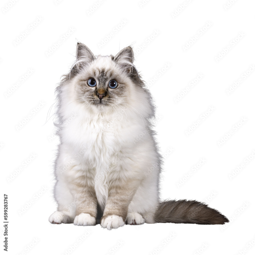 Super cute tabby point fluffy Sacred Birman cat kitten, sitting up facing front. Looking up and above camera with adorable face and mesmerizing blue eyes. Isolated cutout on transparent FOR DARK BACKG