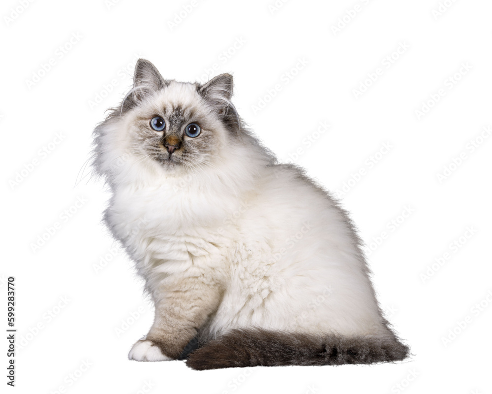 Super cute tabby point fluffy Sacred Birman cat kitten, sitting side ways. Looking towards camera with adorable face and mesmerizing blue eyes. Isolated cutout on transparent FOR DARK BACKGROUND.