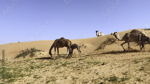 a herd of camels in the desert, a baby camel with its mother photo