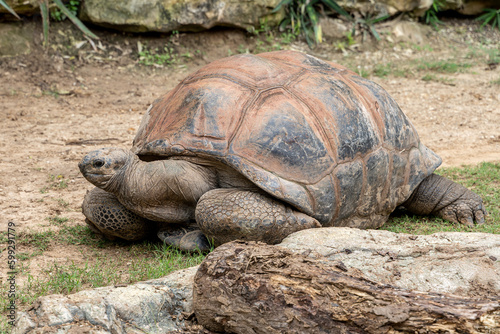 Giant tortoise by a Rock