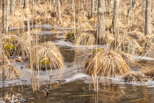 Cold Winter Stream with Reeds © Ken