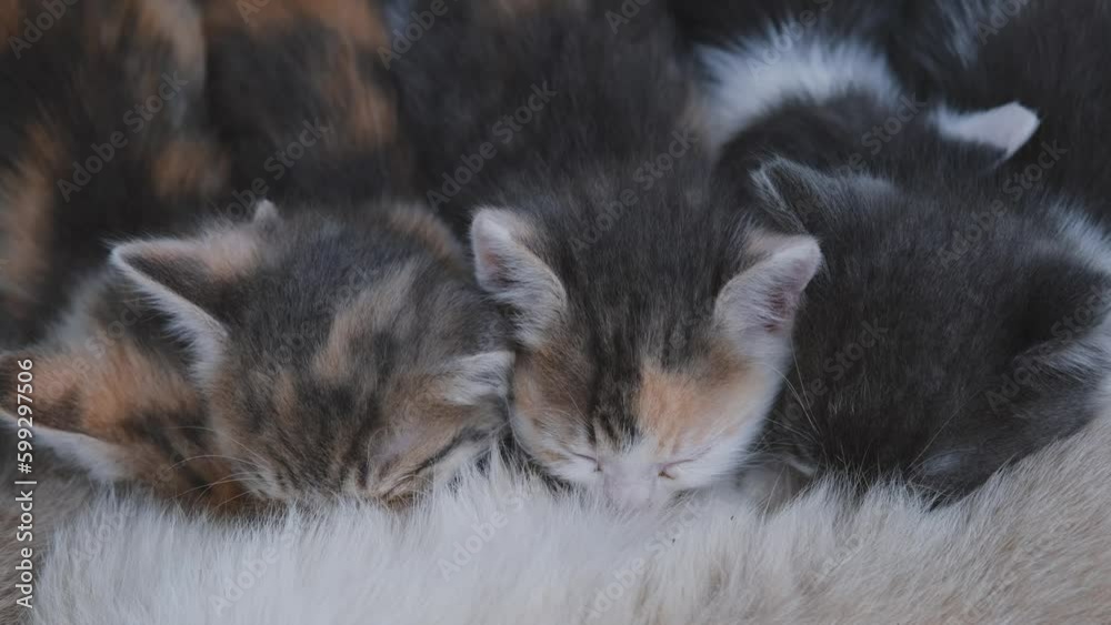 Concept of pets. Few tiny little kittens are eating milk of mother cat. Close up view. 4k horizontal slow motion footage. Street mongrel cats.