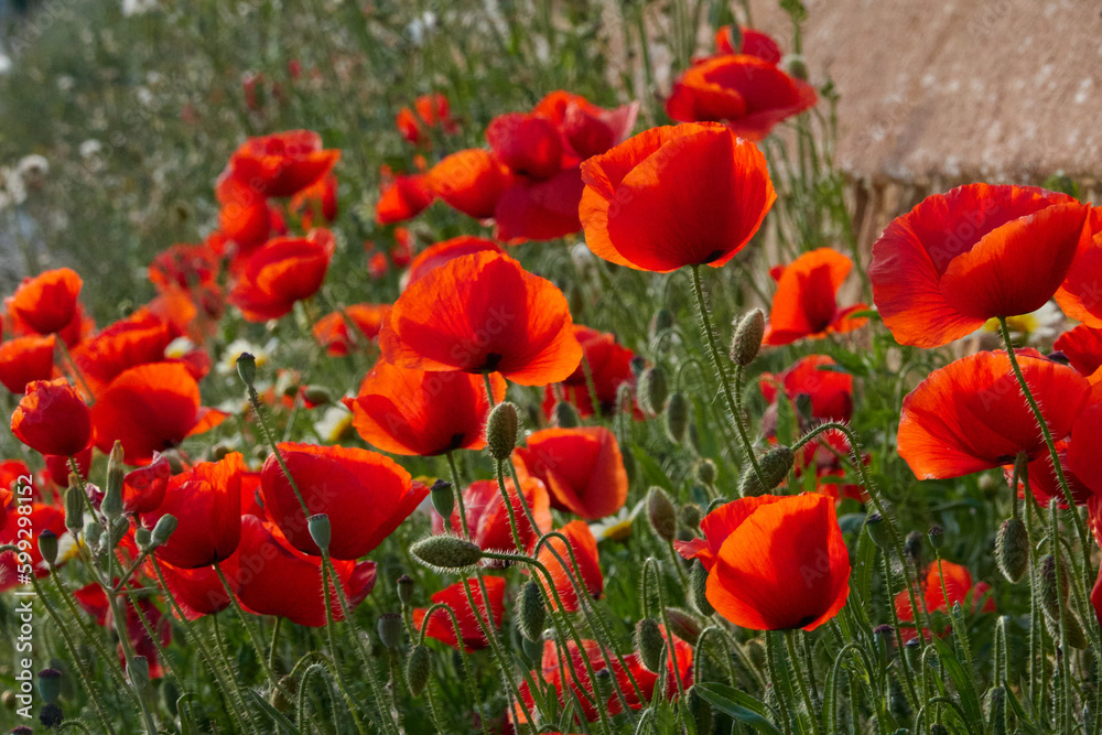 Obraz premium Poppies on the way to one of the coves of Mallorca. Balearic Islands. Spain.