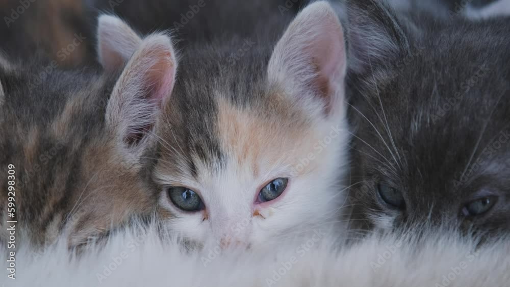 Concept of pets. Few tiny little kittens are eating milk of mother cat. Close up view. 4k horizontal slow motion footage. Street mongrel cats.