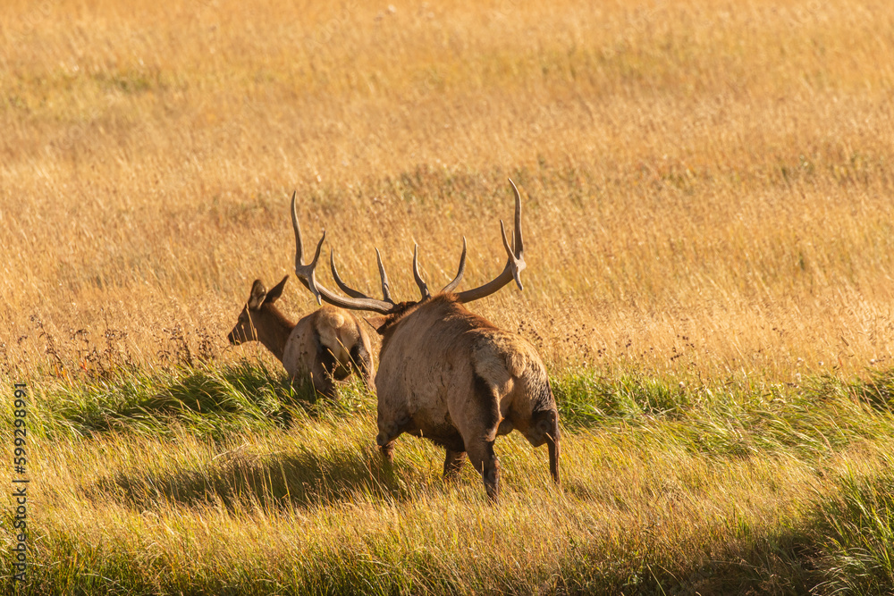 Bull Elk with large antlers is chasing a cow in heat during the rut in the Rocky Mountains in Colorado.