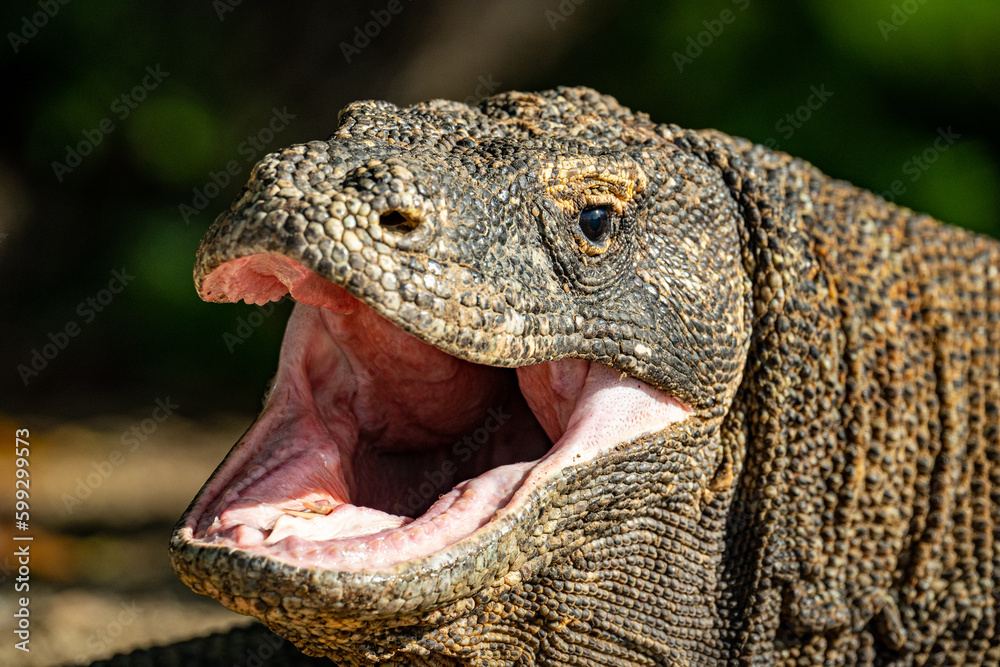 Obraz premium Komodo Waran in Indonesien