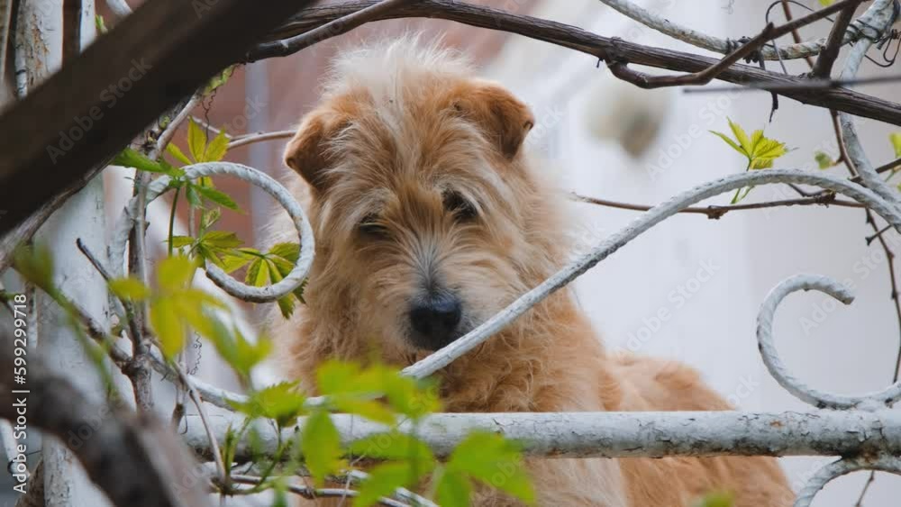 Vidéo Stock Concept of pets. Shaggy bearded red dog with a sad muzzle stands in the yard of the