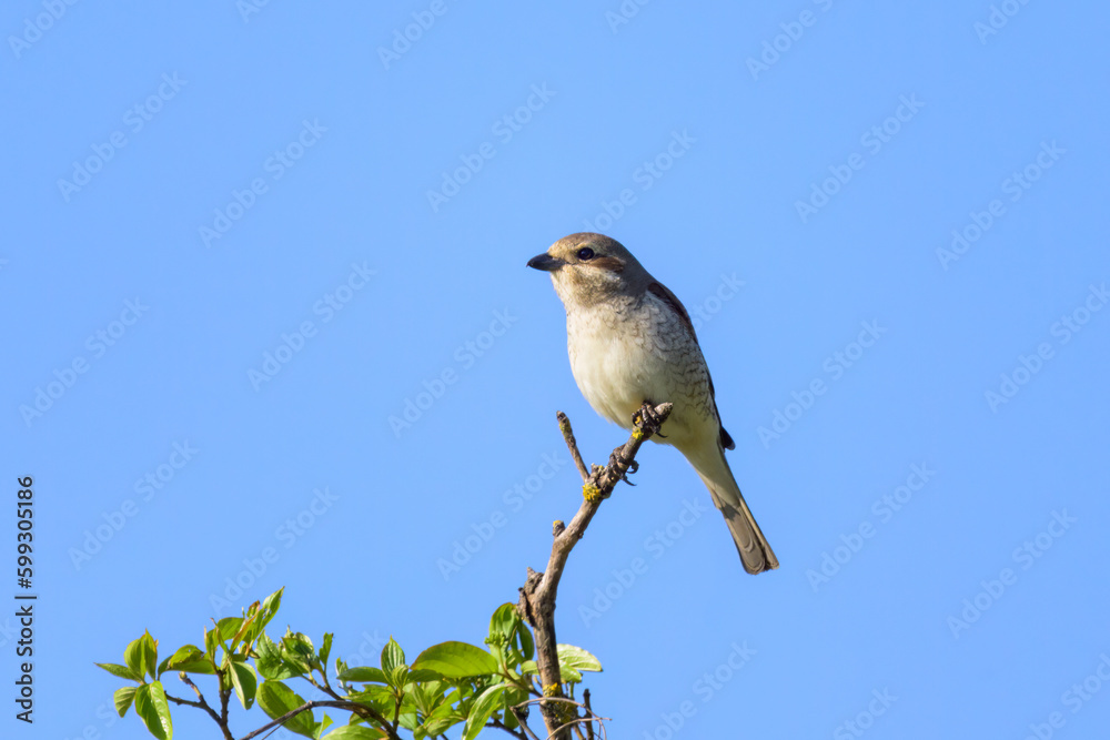 A female Red Backed Shrike sitting on a bush A female Red Backed Shrike sitting on a bush