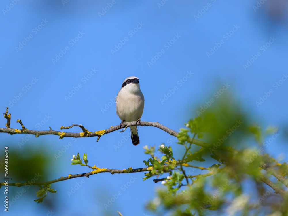 A male Red Backed Shrike sitting on a bush A male Red Backed Shrike sitting on a bush