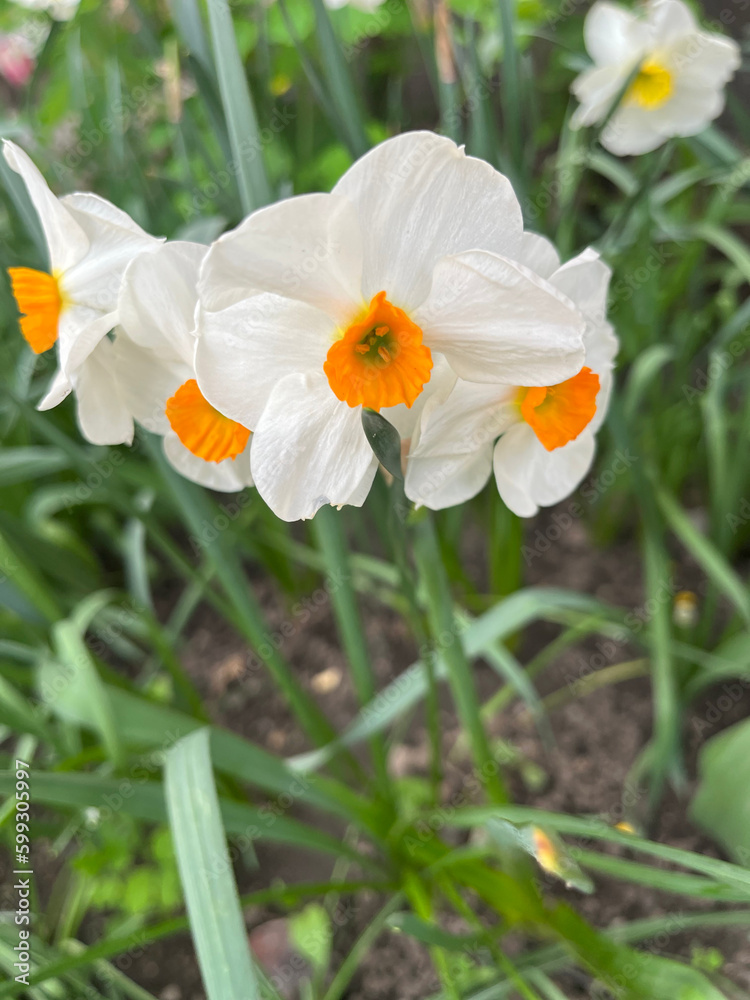 Closeup of white daffodil with selective focus on foreground. Chinese sacred lily Closeup of white daffodil with selective focus on foreground. Chinese sacred lily