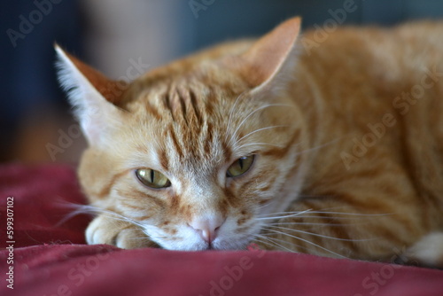 Orange tabby cat on red covers closeup
