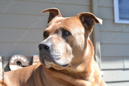 Pitbull Terrier Portrait