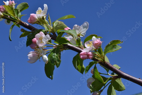 Blossoms against blue sky