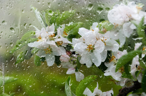 White flowers of apple in the rain on a spring day.j