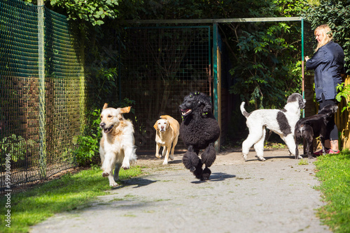 Dog walker with dogs in park