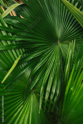 Large bright palm leaves. Close-up green plant texture