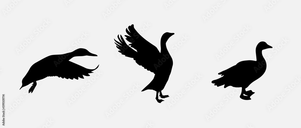 Obraz premium isolated black silhouette of a duck , vector collection