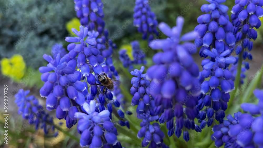 Bee Collecting Pollen From Muscari Flower