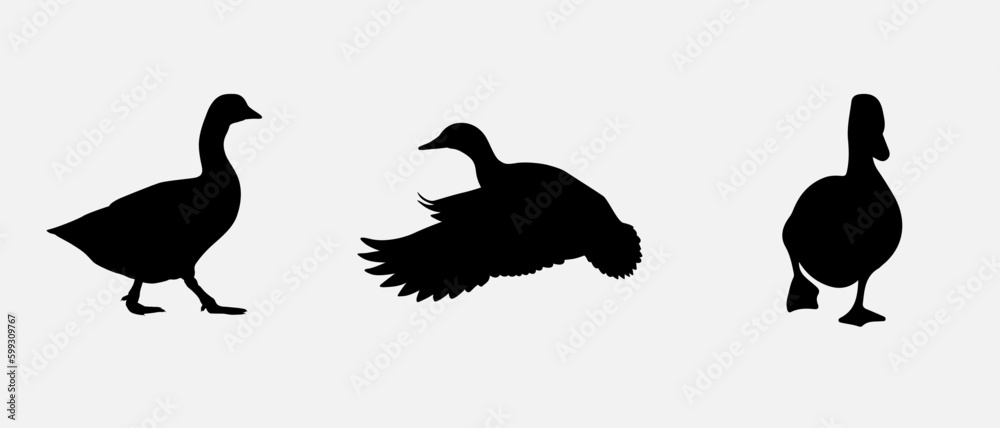 Fototapeta premium isolated black silhouette of a duck , vector collection