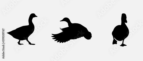 isolated black silhouette of a duck   vector collection