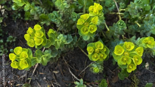 Euphorbia Nicaeensis Plant Slider Shot photo