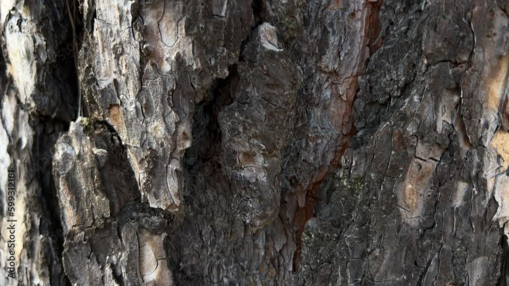 Macro Old Tree Bark Slider Shot Macro Old Tree Bark Slider Shot