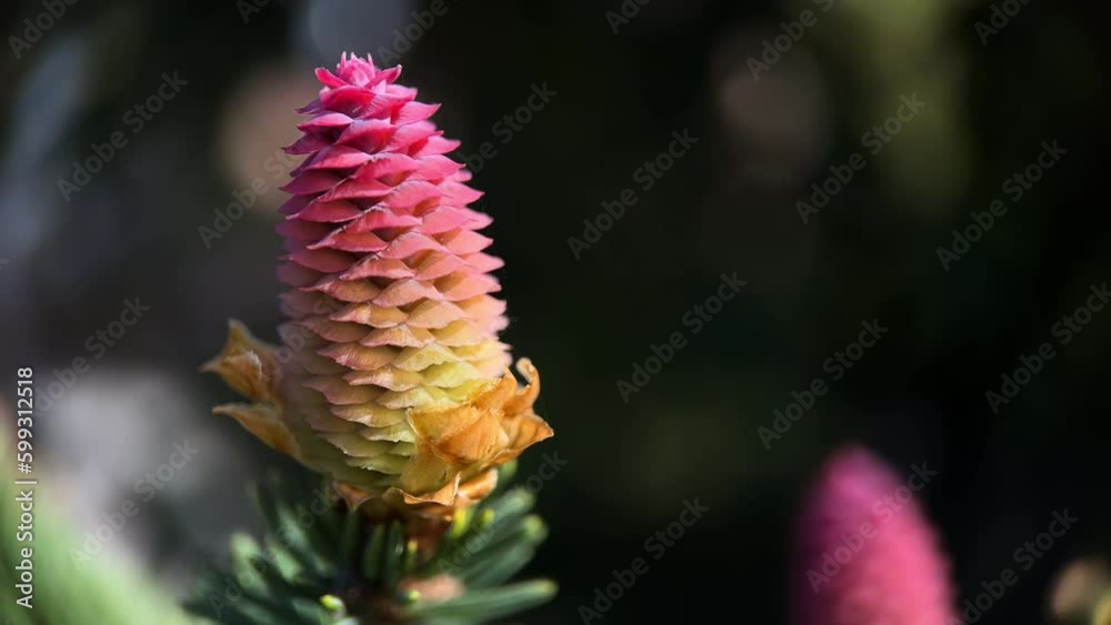Macro Pinus Mugo, Pine Young Cones And Shoots On Tree Branches Macro Pinus Mugo, Pine Young Cones And Shoots On Tree Branches