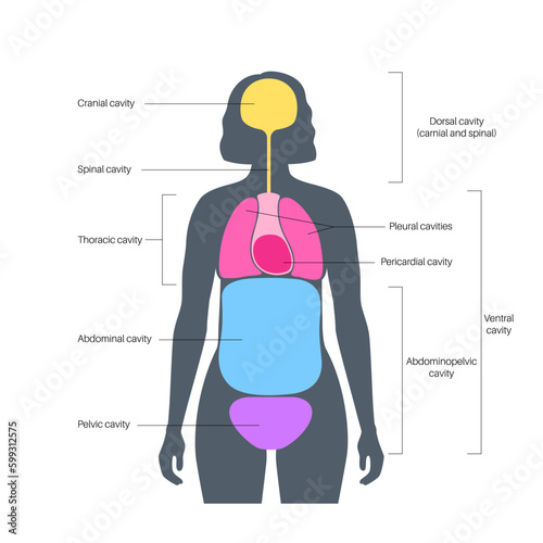 Body cavities poster