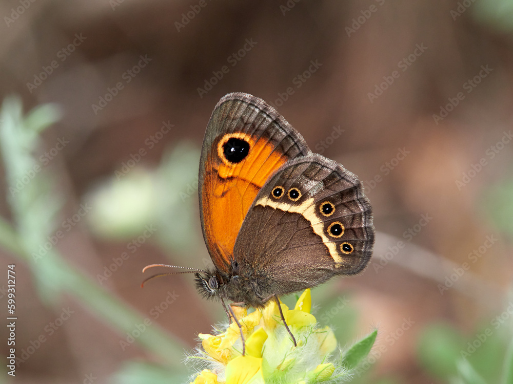 Obraz premium The Spanish gatekeeper. Pyronia bathsebai 