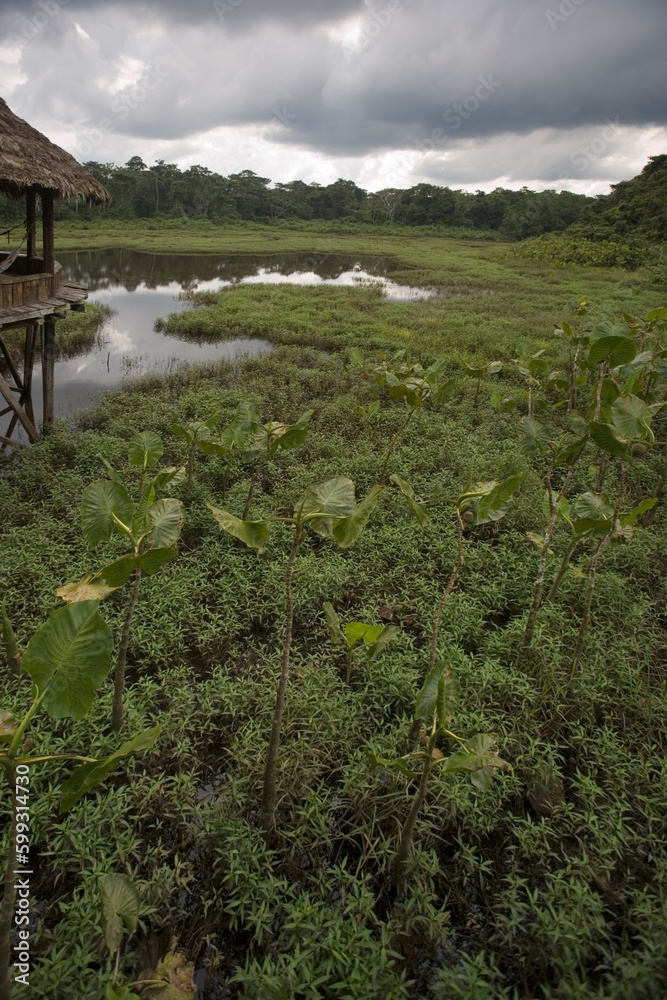 Lagoon and rainforest at Kapawi Ecolodge, Ecuador
