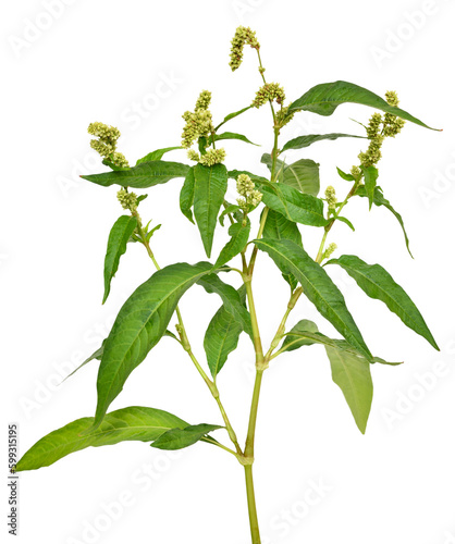 Persicaria maculosa (Polygonum persicaria) flower photo